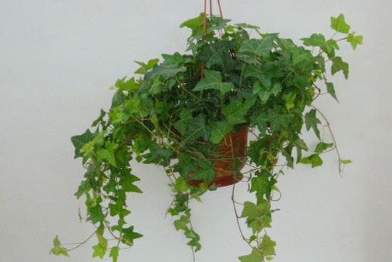 家庭中绿色植物到底能否除甲醛 家庭中绿色植物到底能否除甲醛